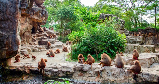 Cách mua vé và ăn uống tại Singapore Zoo
