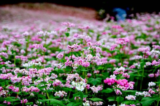 Lễ hội hoa tam giác mạch ở Hà Giang