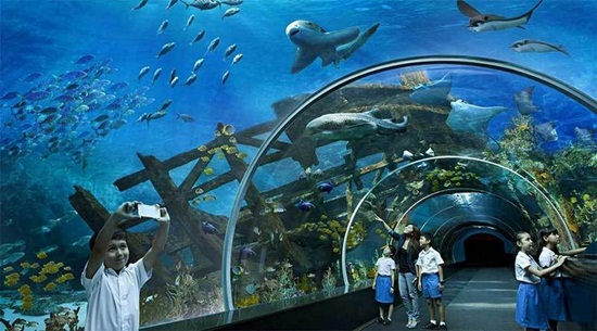 Thủy cung Sea Aquarium điểm đến không thể bỏ qua trên đảo Sentosa