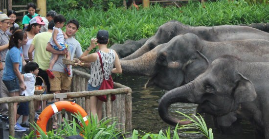 Ăn uống ở vườn thú Singapore Zoo