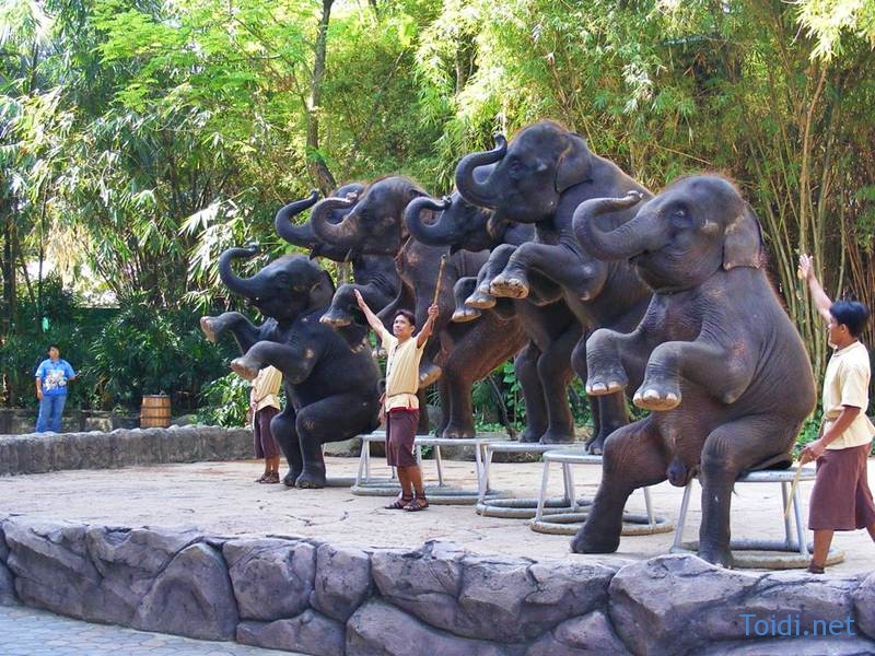 Công viên safari bangkok điểm tham quan hấp dẫn trong các chuyến du lịch Thái Lan