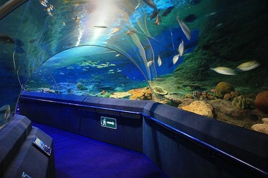 Đi đến Sea aquarium singapore bằng phương tiện gì